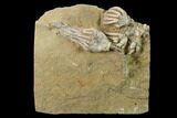 Two Fossil Crinoids (Actinocrinites & Macrocrinus) - Indiana #135628-1
